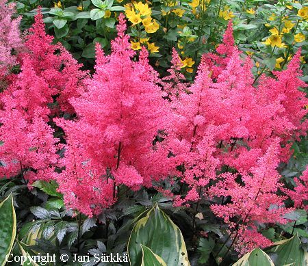 Astilbe Japonica-Ryhm 'Montgomery'